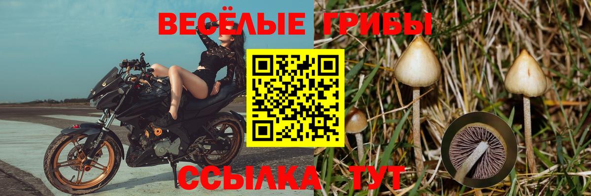 Фрязино  Псилоцибиновые грибы GOLDEN TEACHER  Вход с VPN 